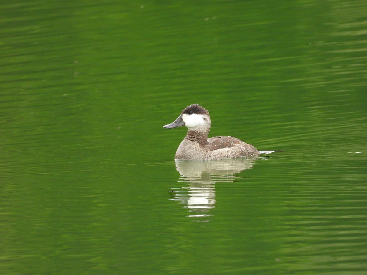 Ruddy Duck - ML624267234