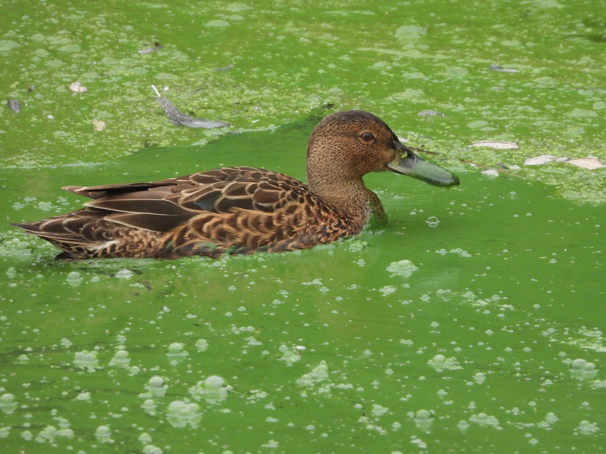 Cinnamon Teal - ML624267273