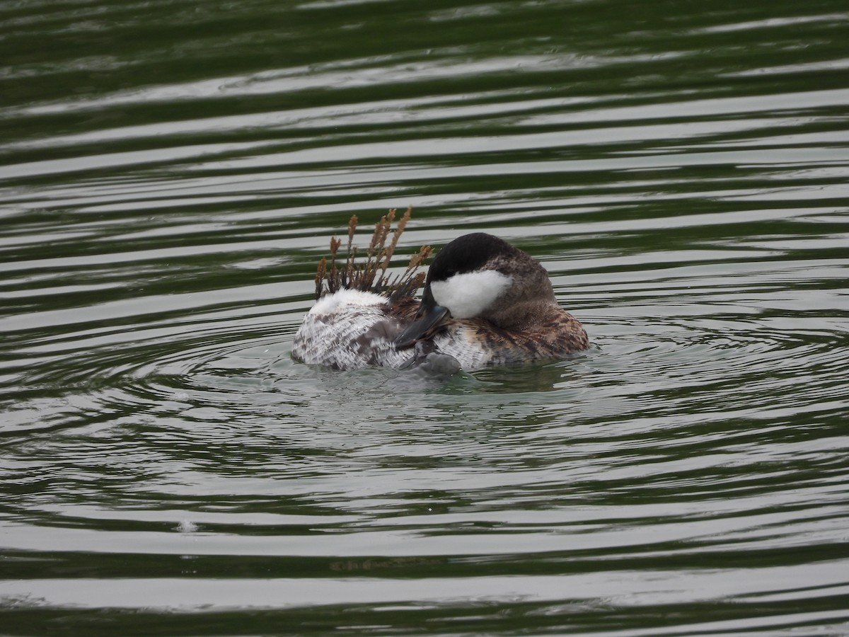 Ruddy Duck - ML624267314