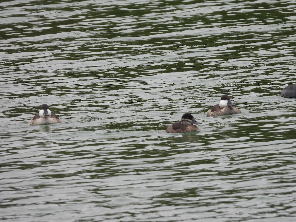 Ruddy Duck - ML624267315