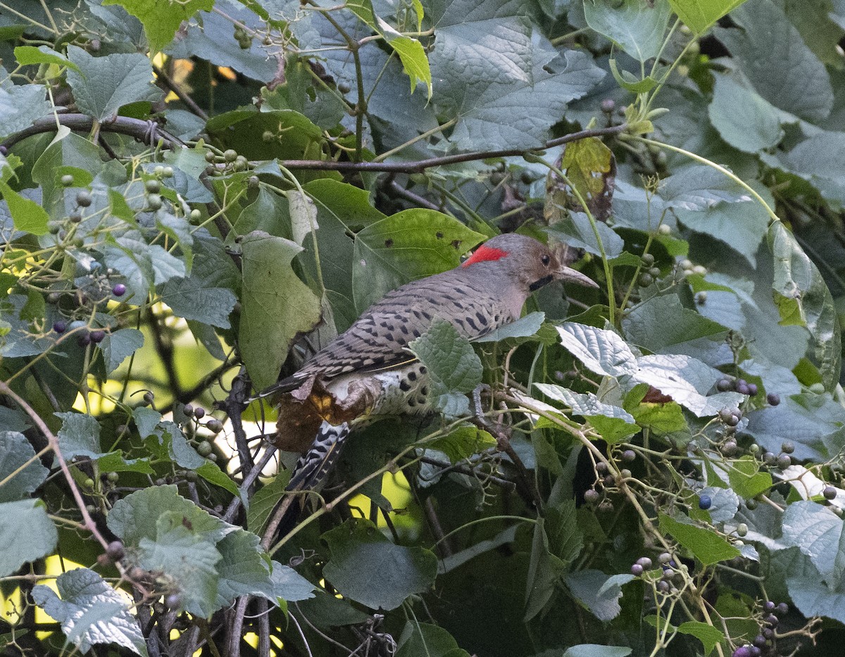 Northern Flicker - ML624267318