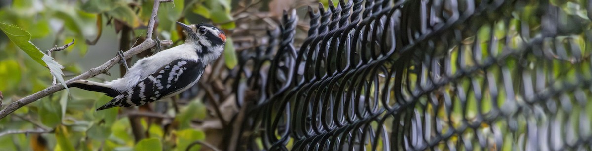 Hairy Woodpecker - ML624267334