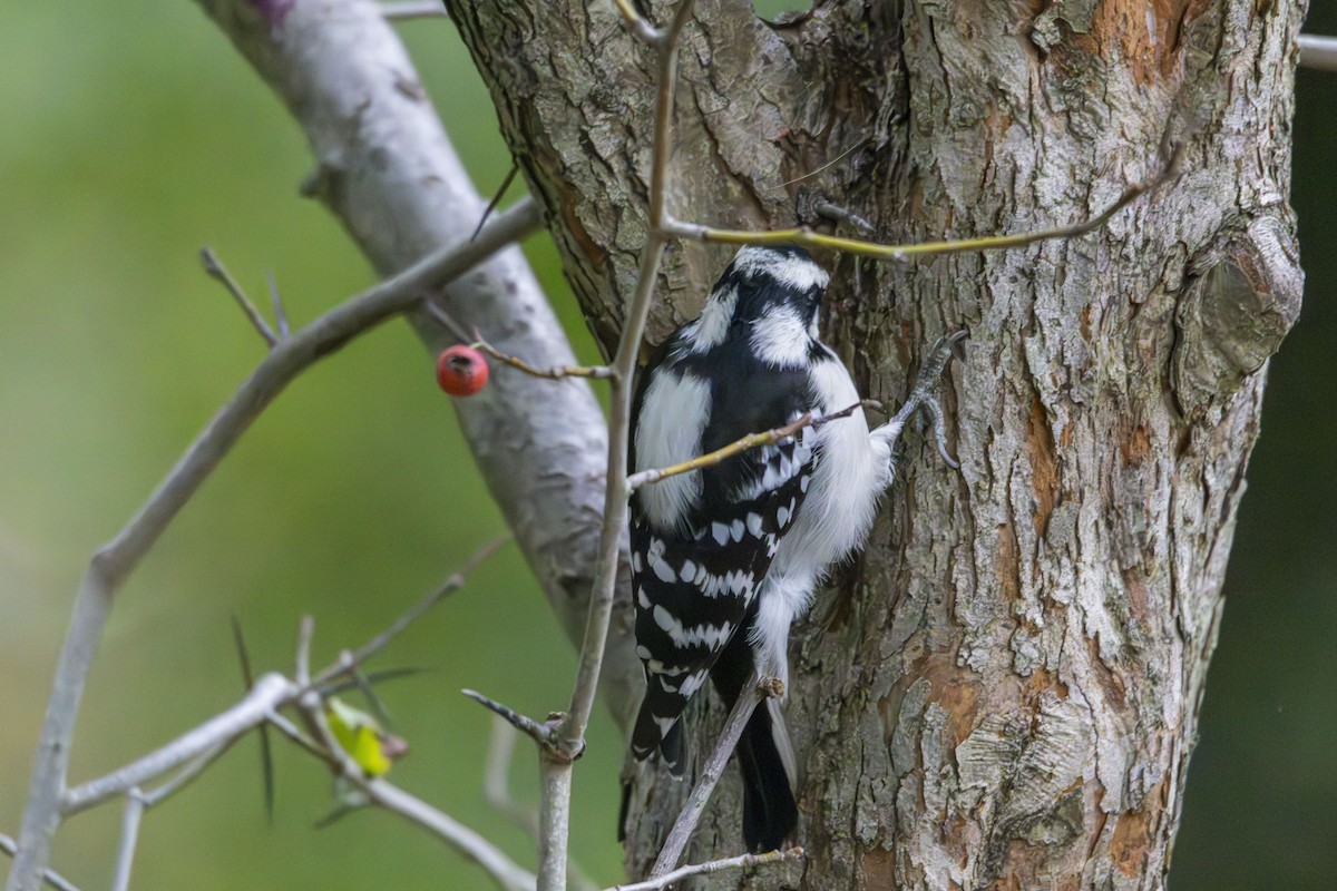 Hairy Woodpecker - ML624267335