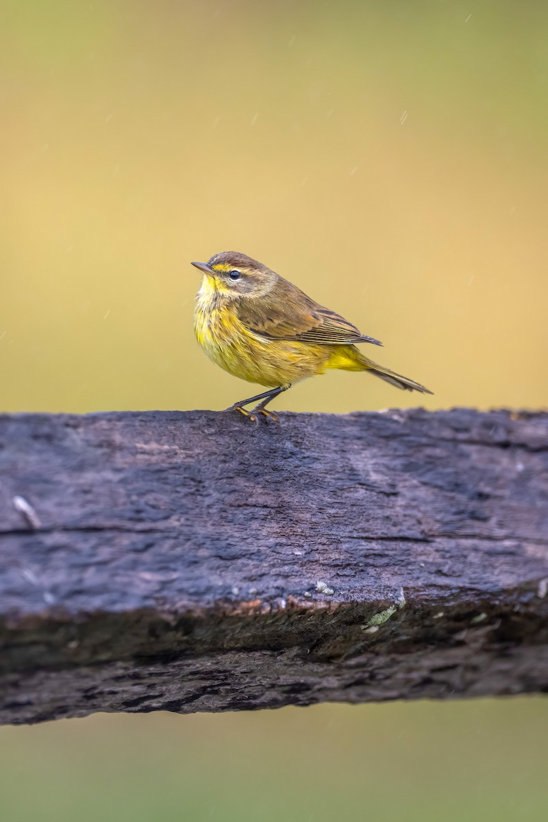Palm Warbler - ML624267339