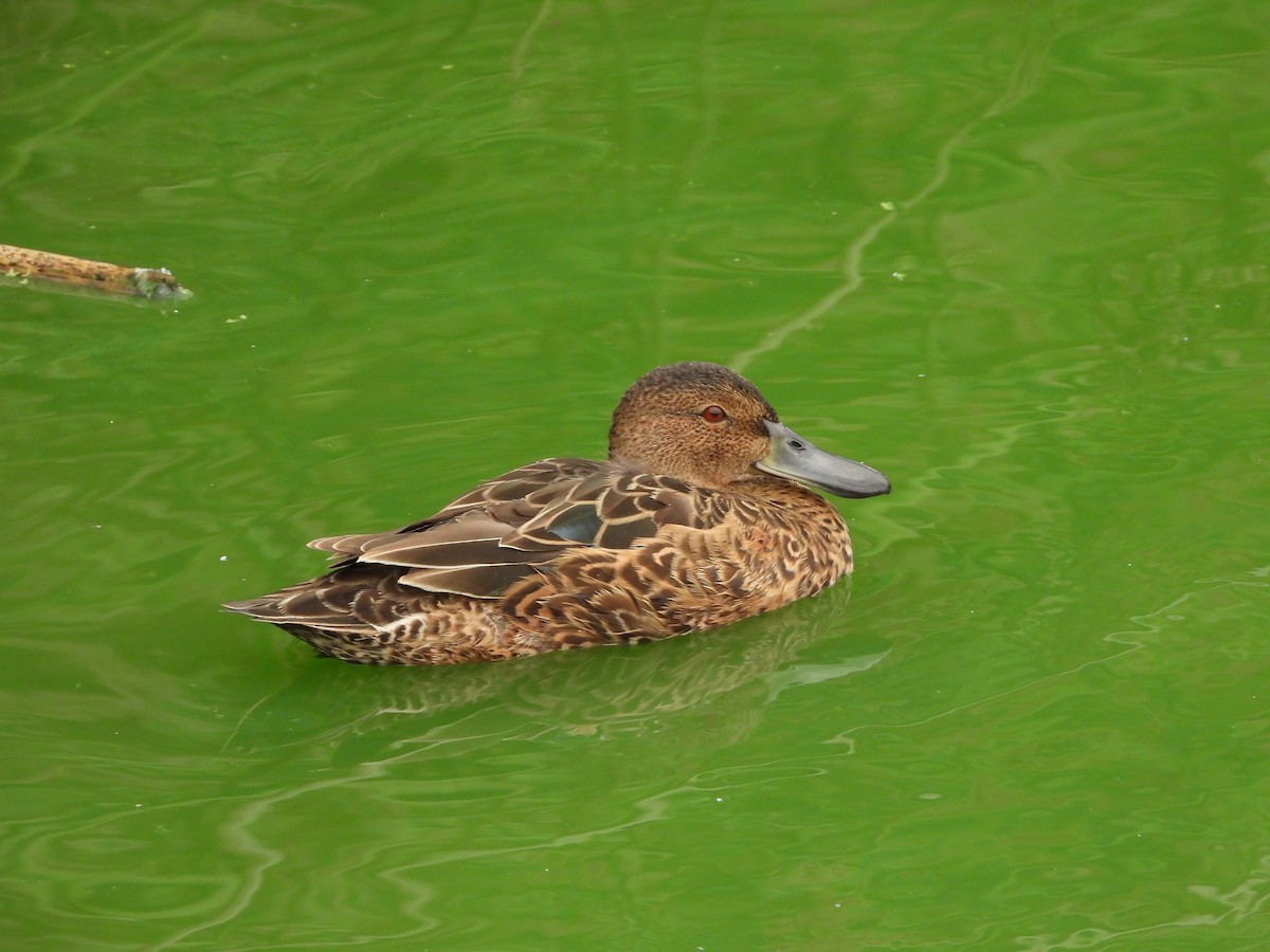 Cinnamon Teal - ML624267360