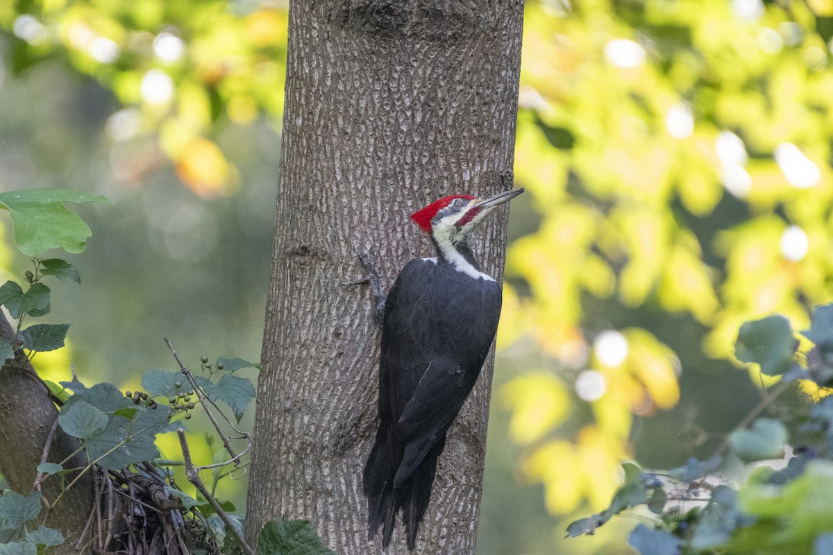 Pileated Woodpecker - ML624267361