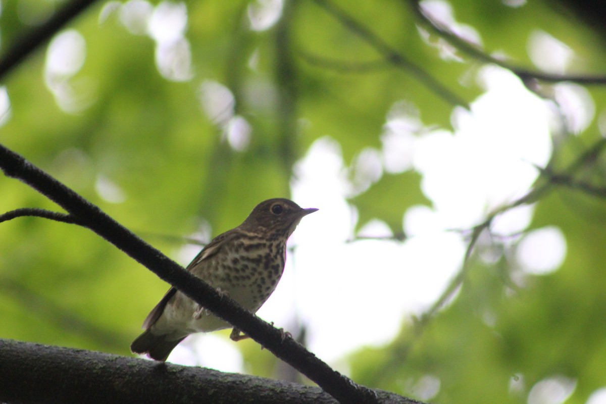 Swainson's Thrush - ML624267391