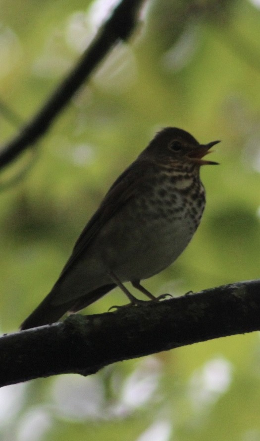 Swainson's Thrush - ML624267392