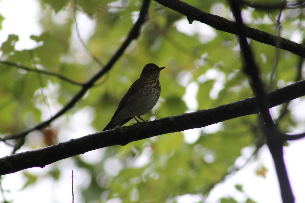 Swainson's Thrush - ML624267393
