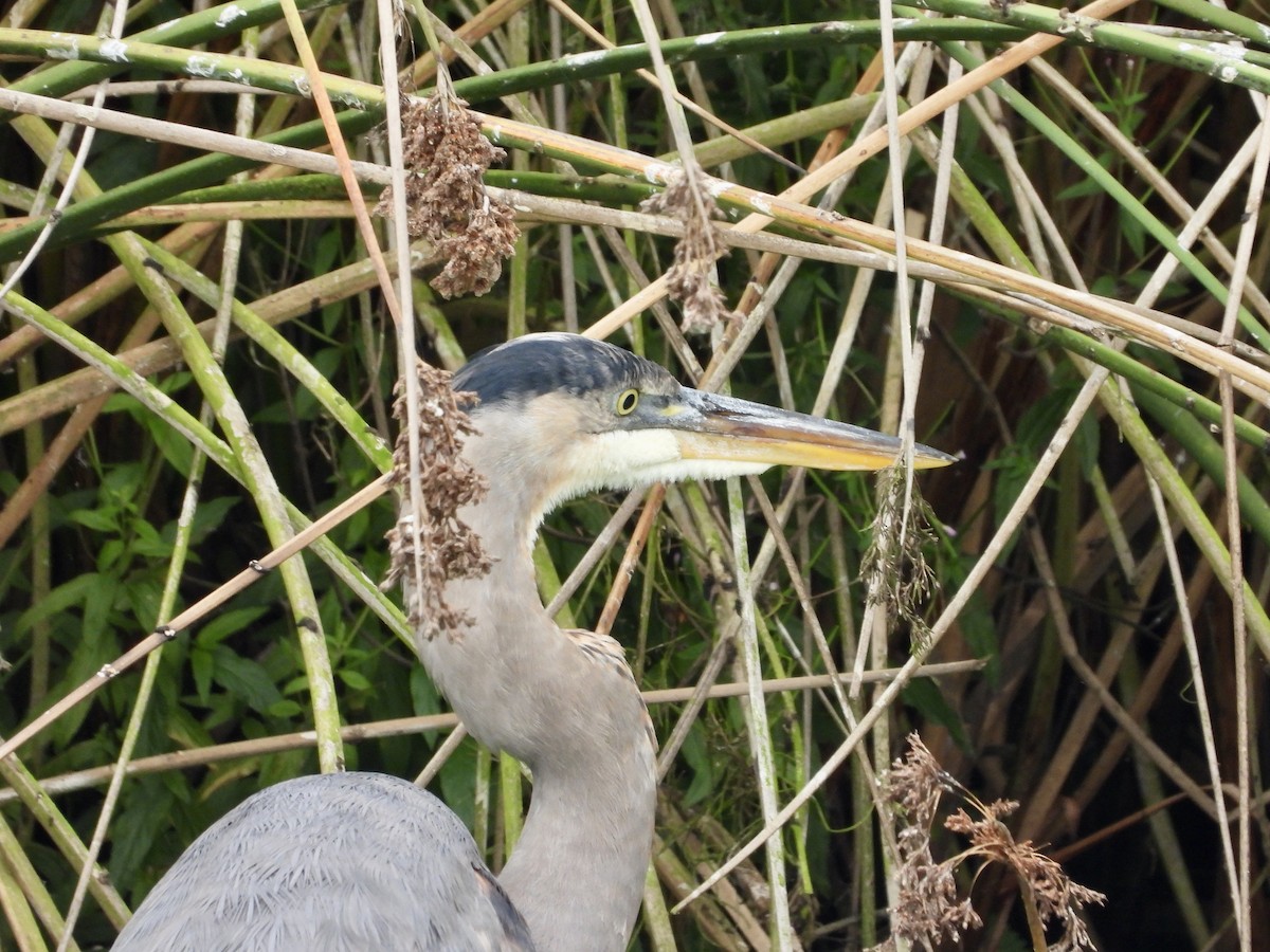 Great Blue Heron - ML624267424