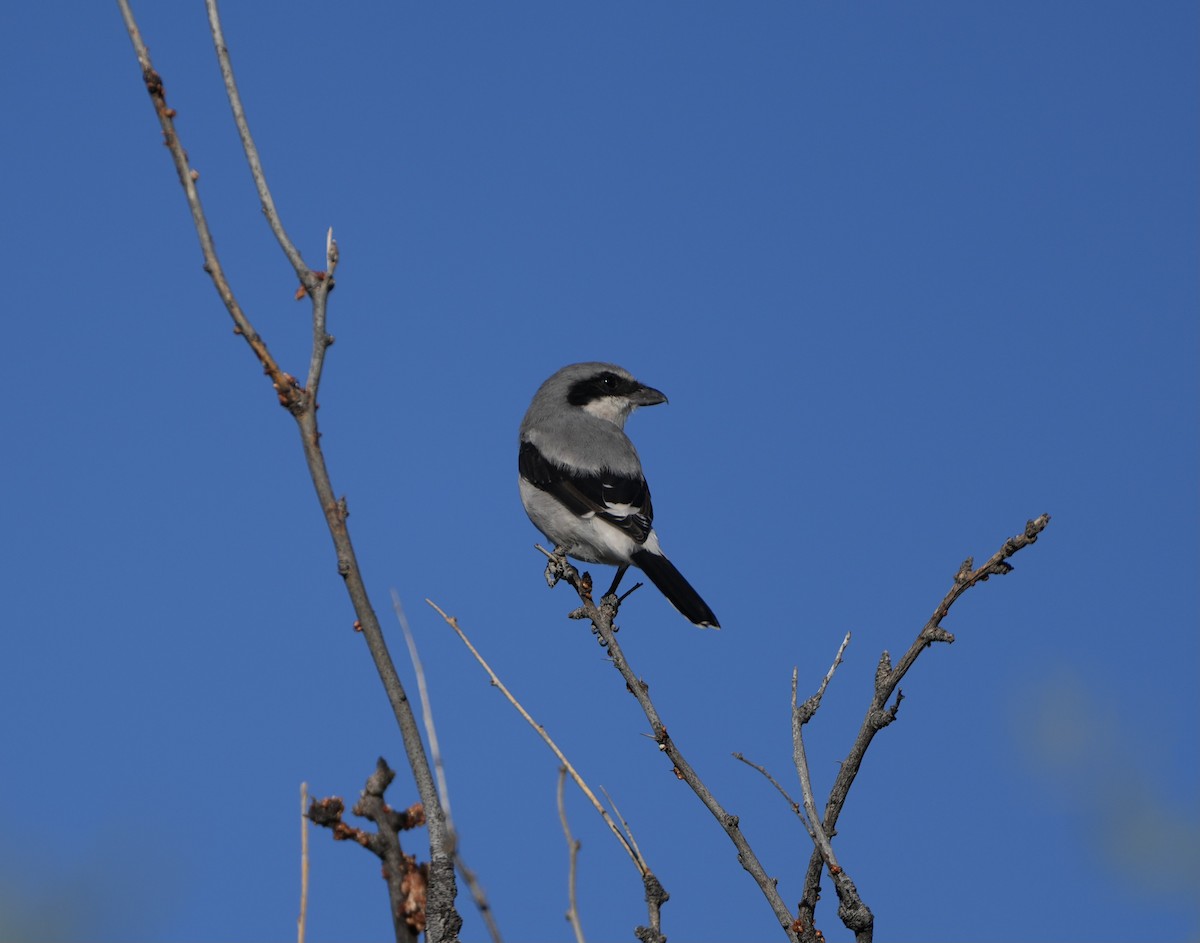 Loggerhead Shrike - ML624267458