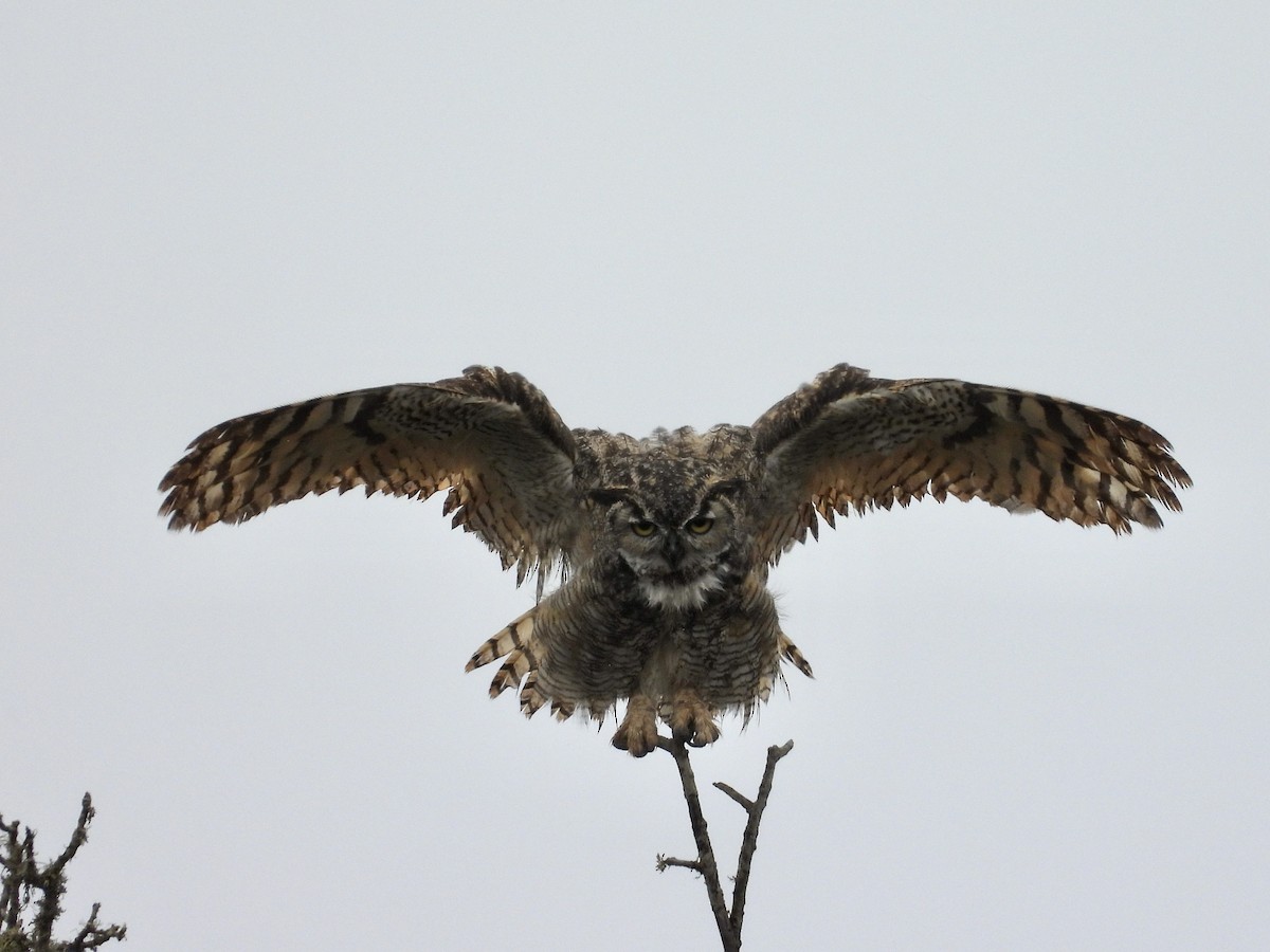 Great Horned Owl - ML624267483