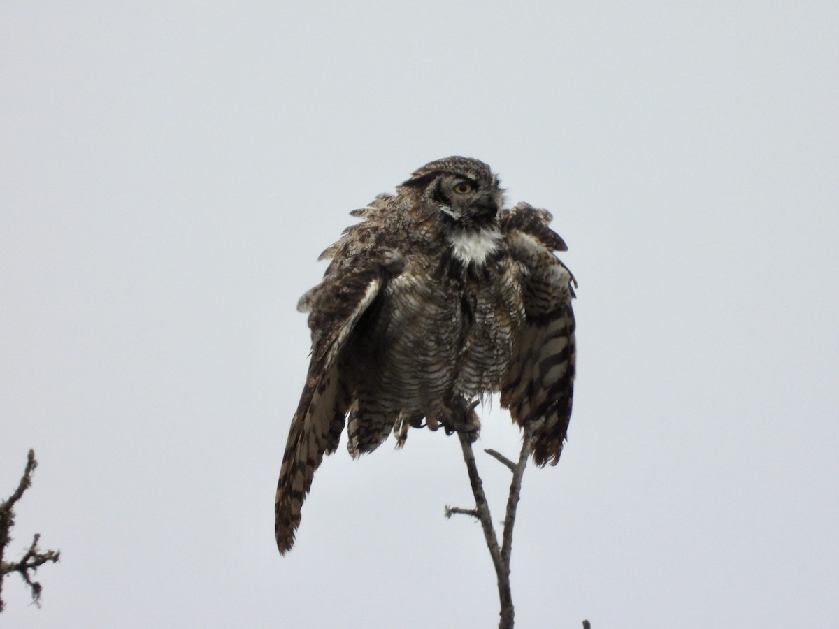 Great Horned Owl - ML624267484