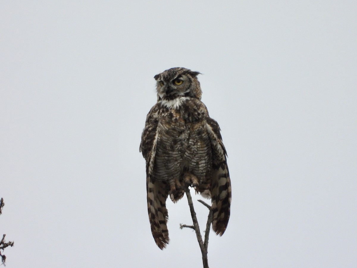 Great Horned Owl - ML624267485