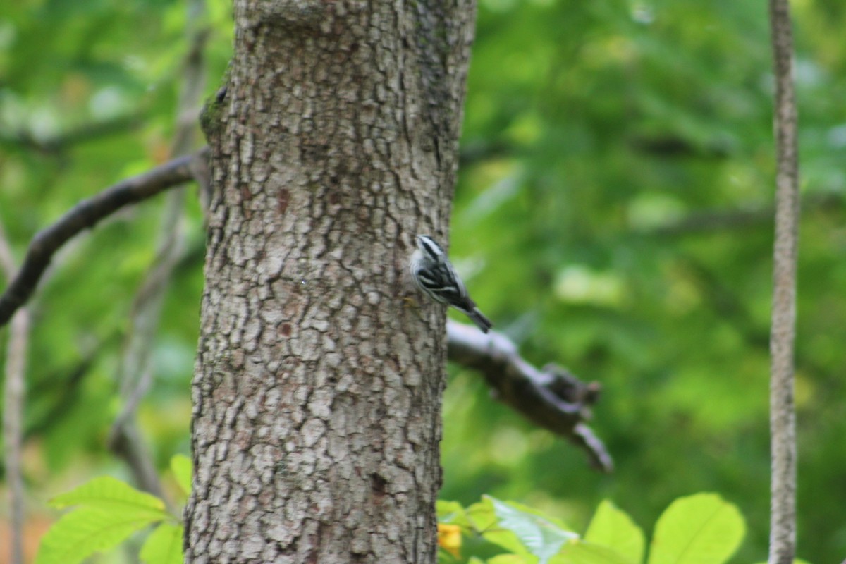 Black-and-white Warbler - ML624267493