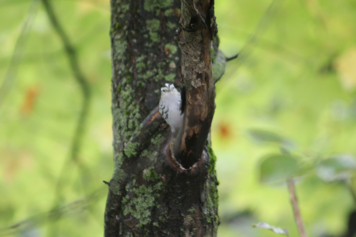 Black-and-white Warbler - ML624267494