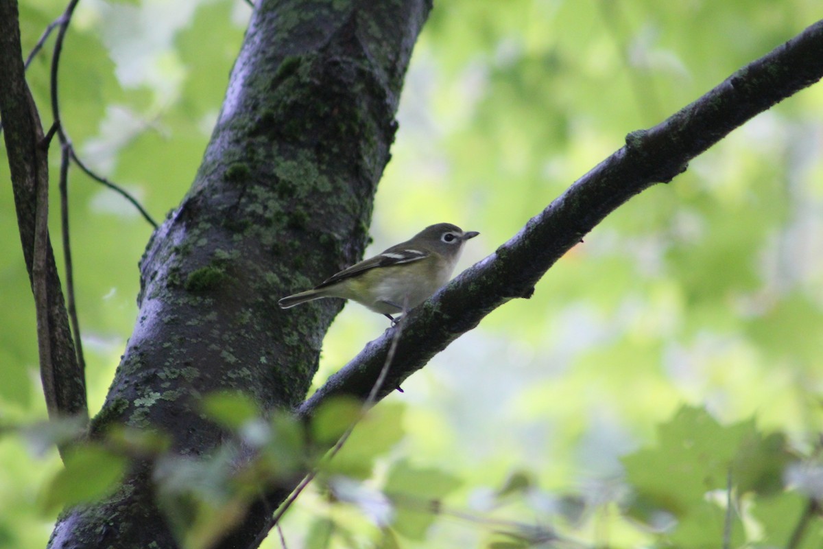 Northern Parula - ML624267526