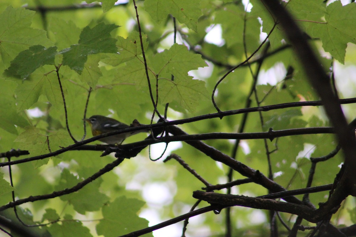 Northern Parula - ML624267527