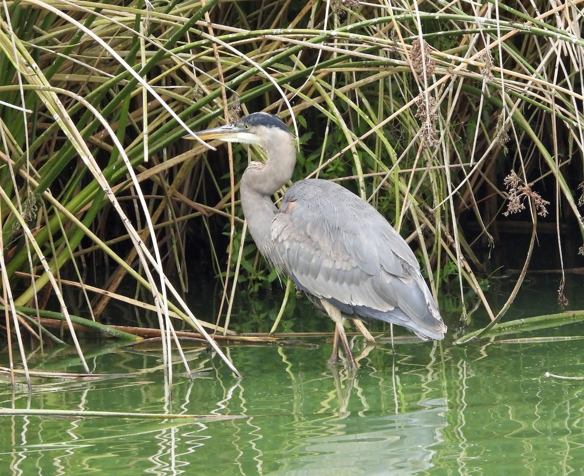 Great Blue Heron - ML624267537