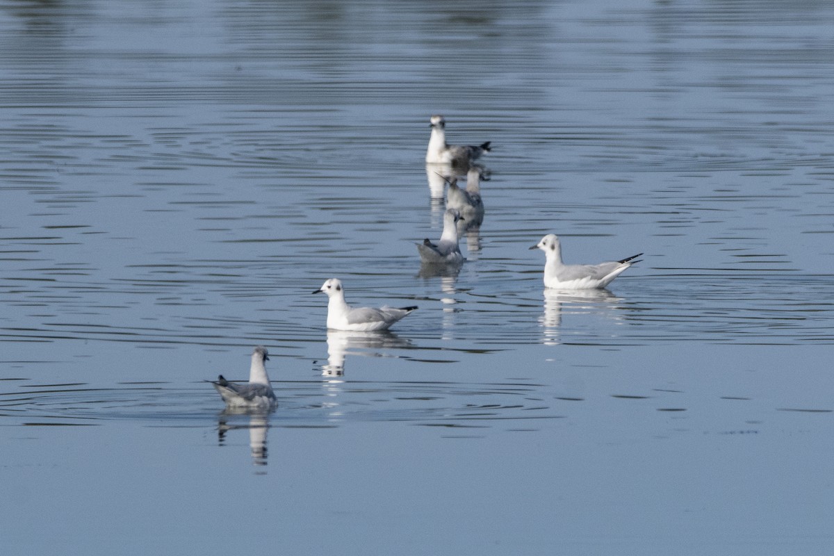 Bonaparte's Gull - ML624267588