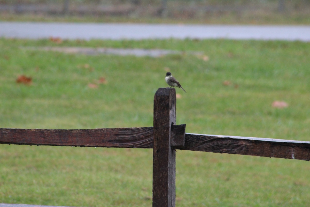Eastern Phoebe - ML624267600