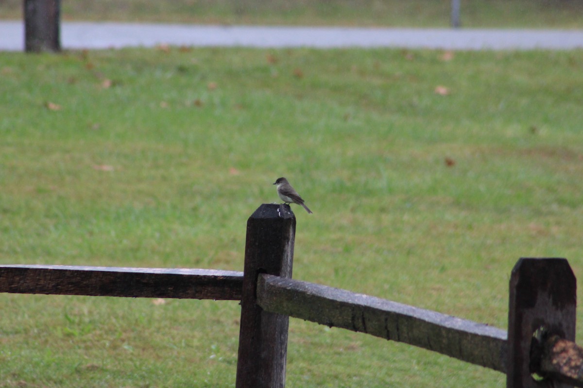 Eastern Phoebe - ML624267601