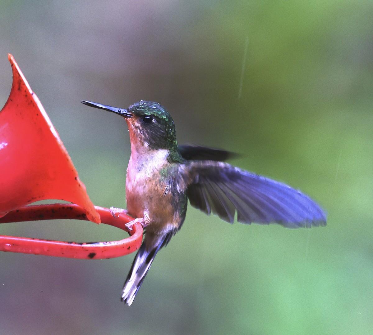 Peruvian Piedtail - Finn Jørgensen