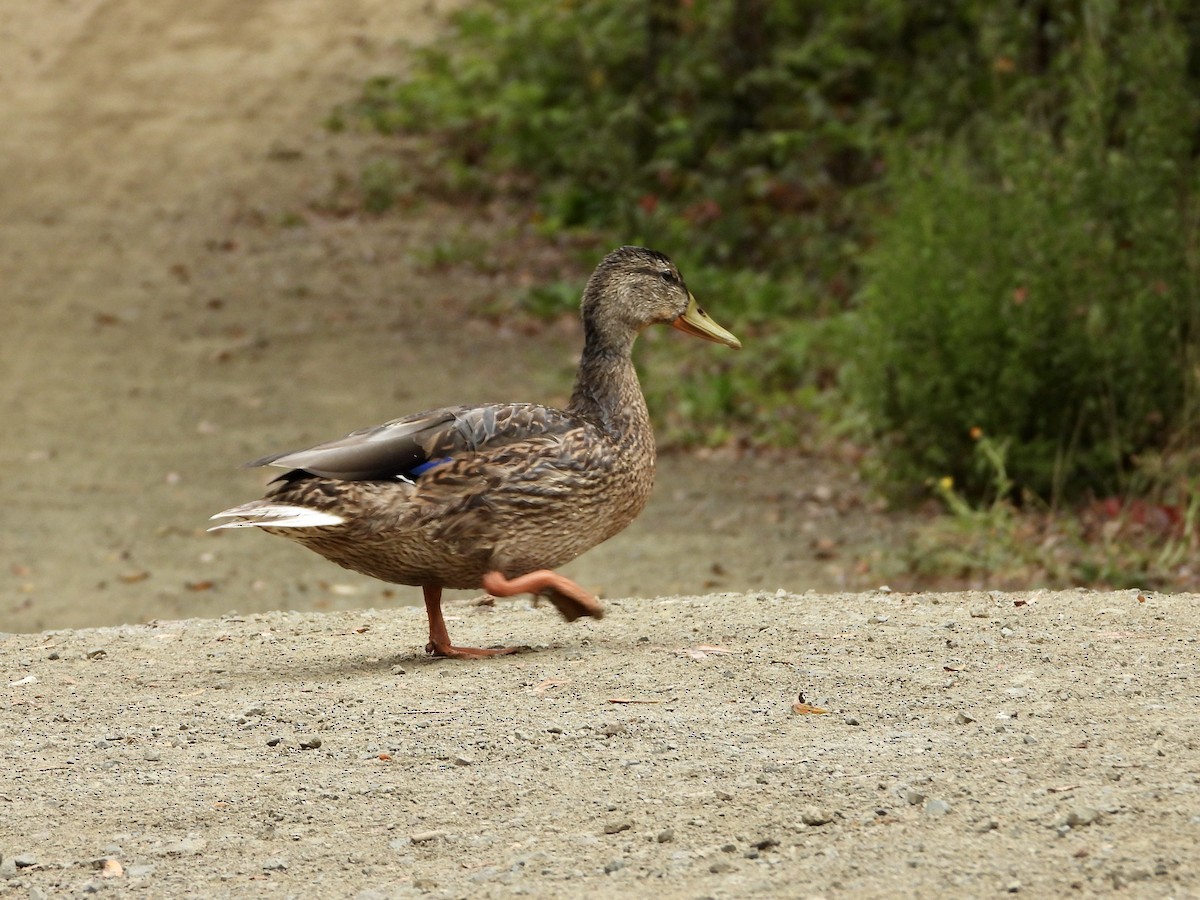 Mallard - ML624267632