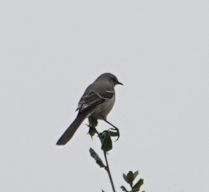 Northern Mockingbird - ML624267674