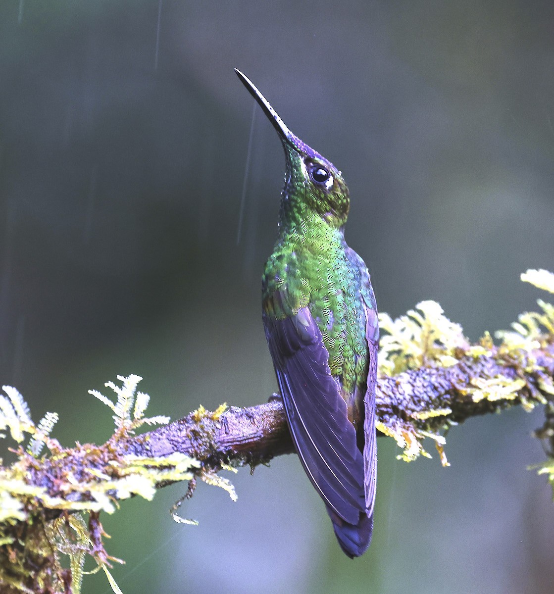 Violet-fronted Brilliant - Finn Jørgensen