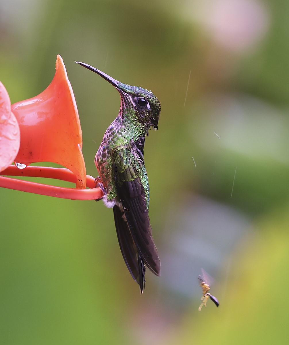 Many-spotted Hummingbird - ML624267707