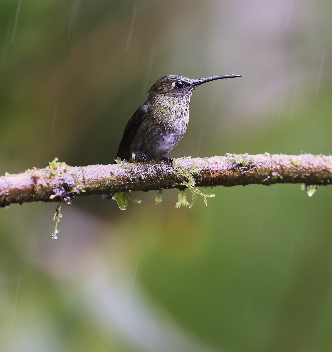 Many-spotted Hummingbird - ML624267715