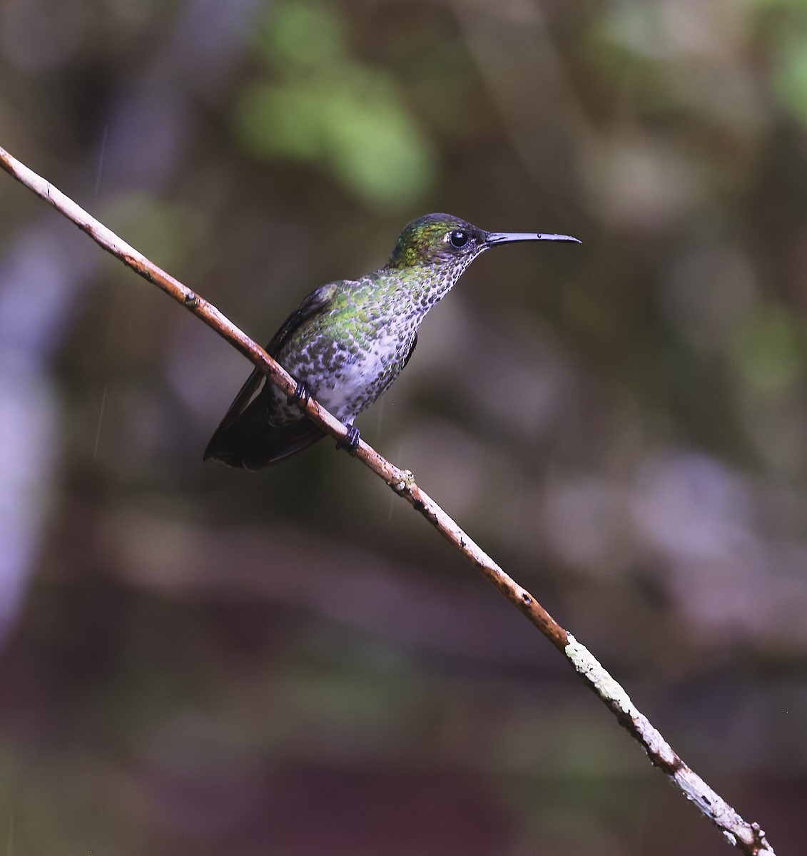 Many-spotted Hummingbird - ML624267718