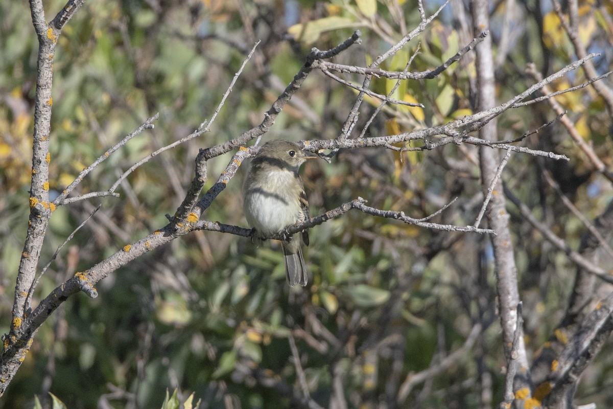 Least Flycatcher - ML624267719