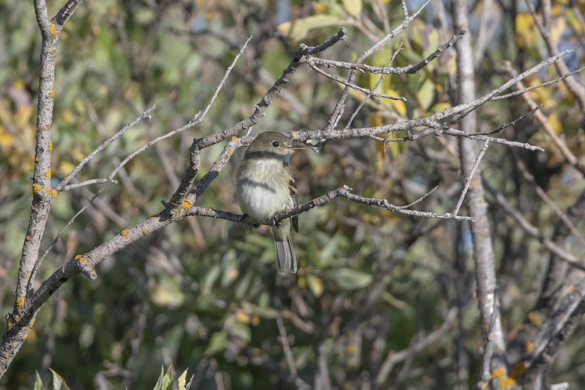 Least Flycatcher - ML624267720