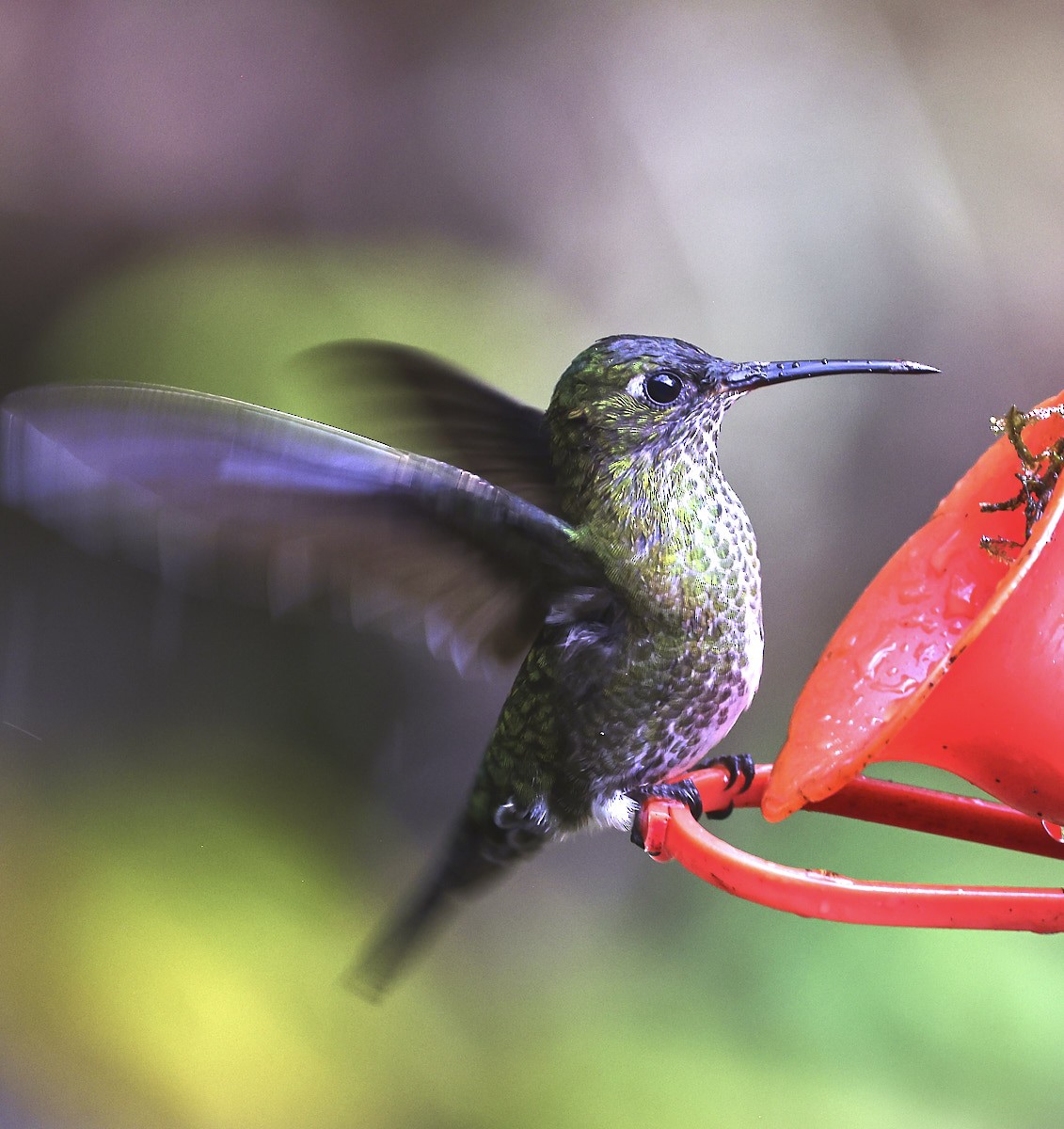 Many-spotted Hummingbird - ML624267722