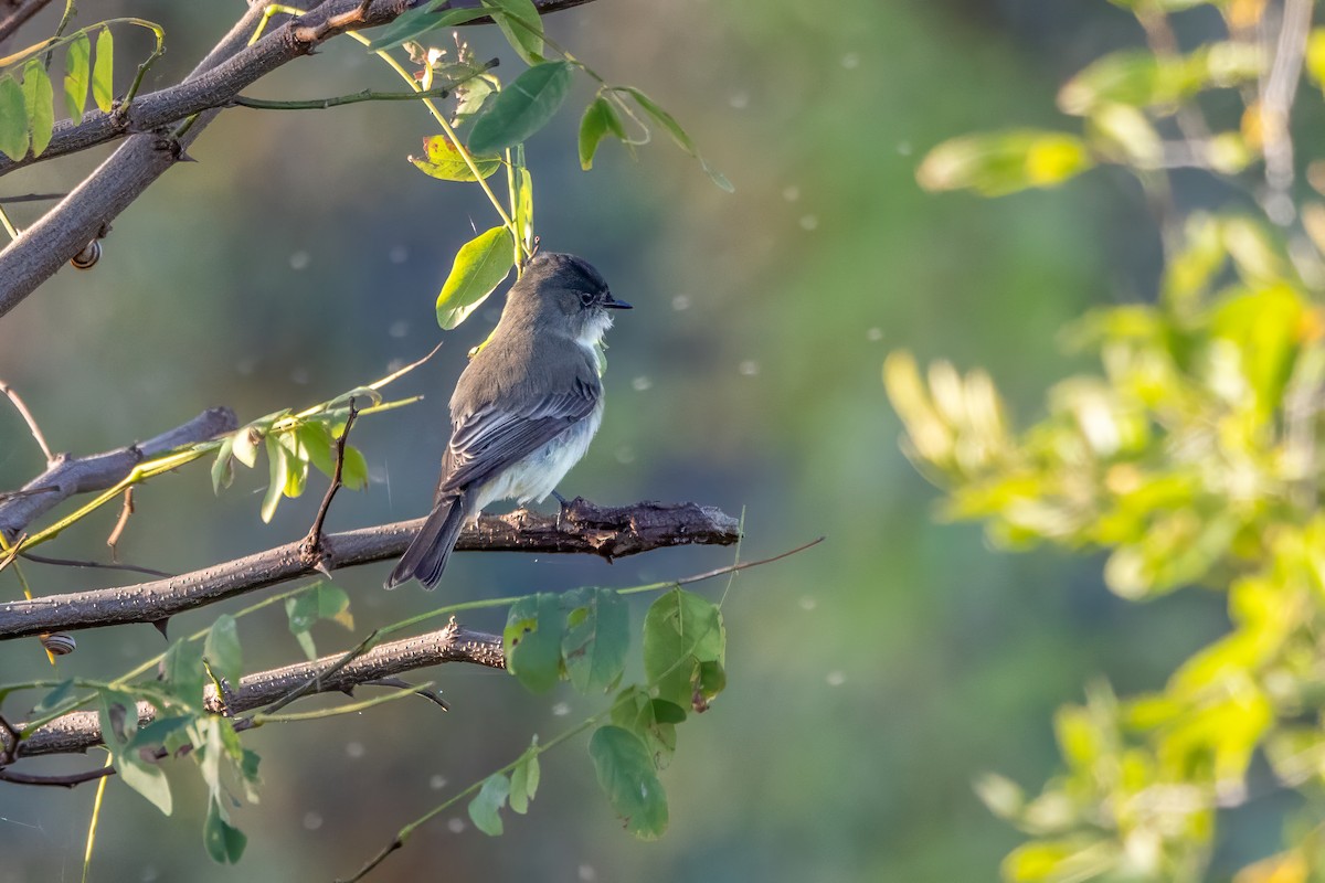 Eastern Phoebe - ML624267773