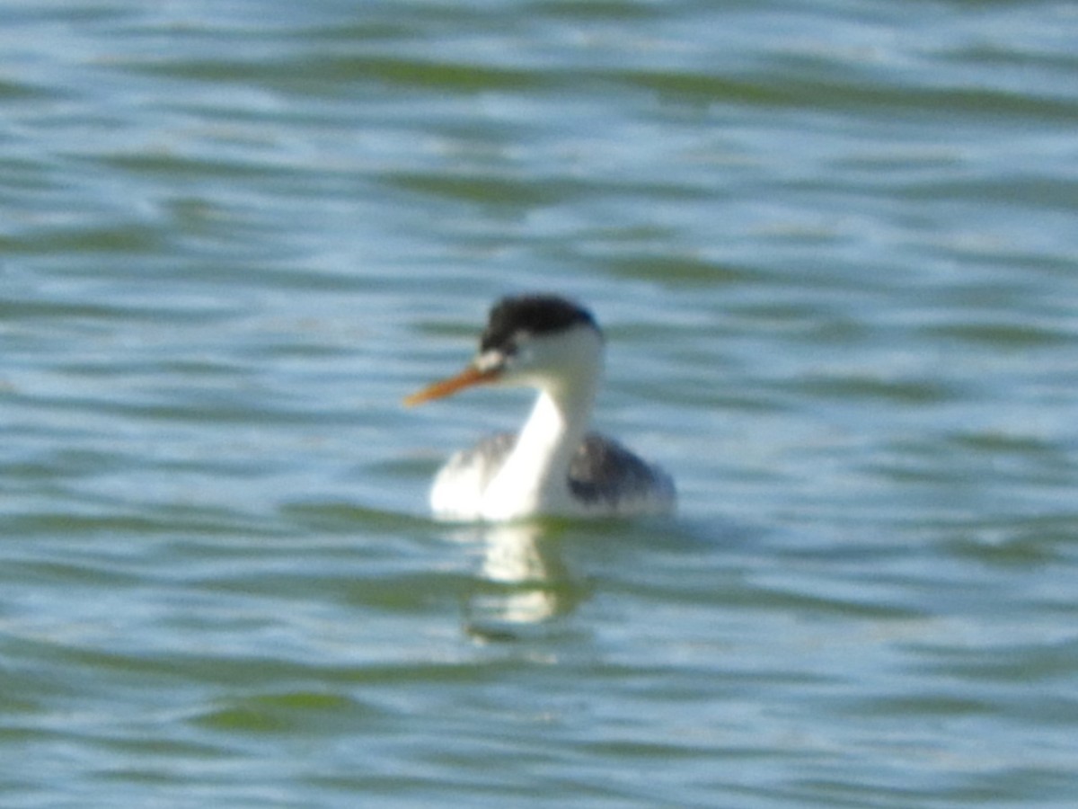 Clark's Grebe - ML624267784