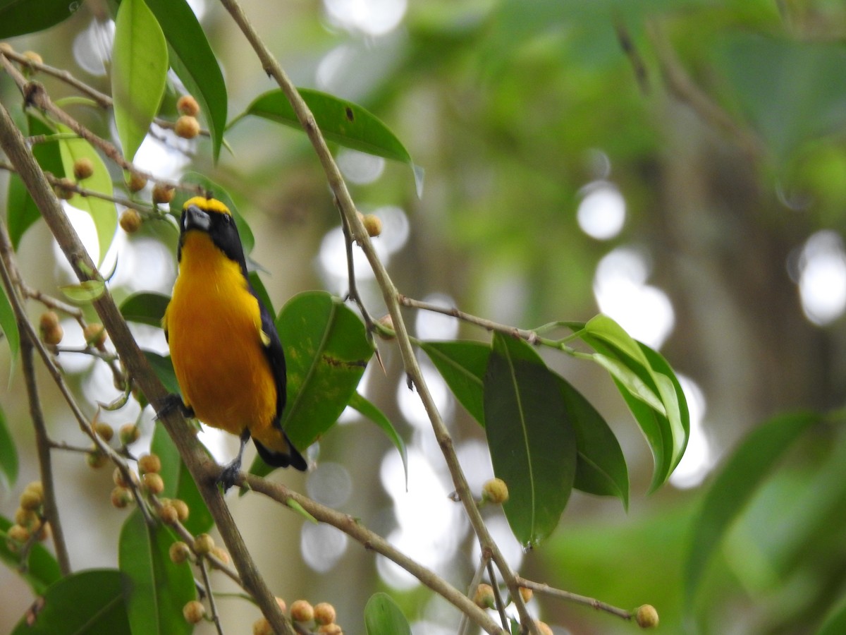 Thick-billed Euphonia - ML624267786