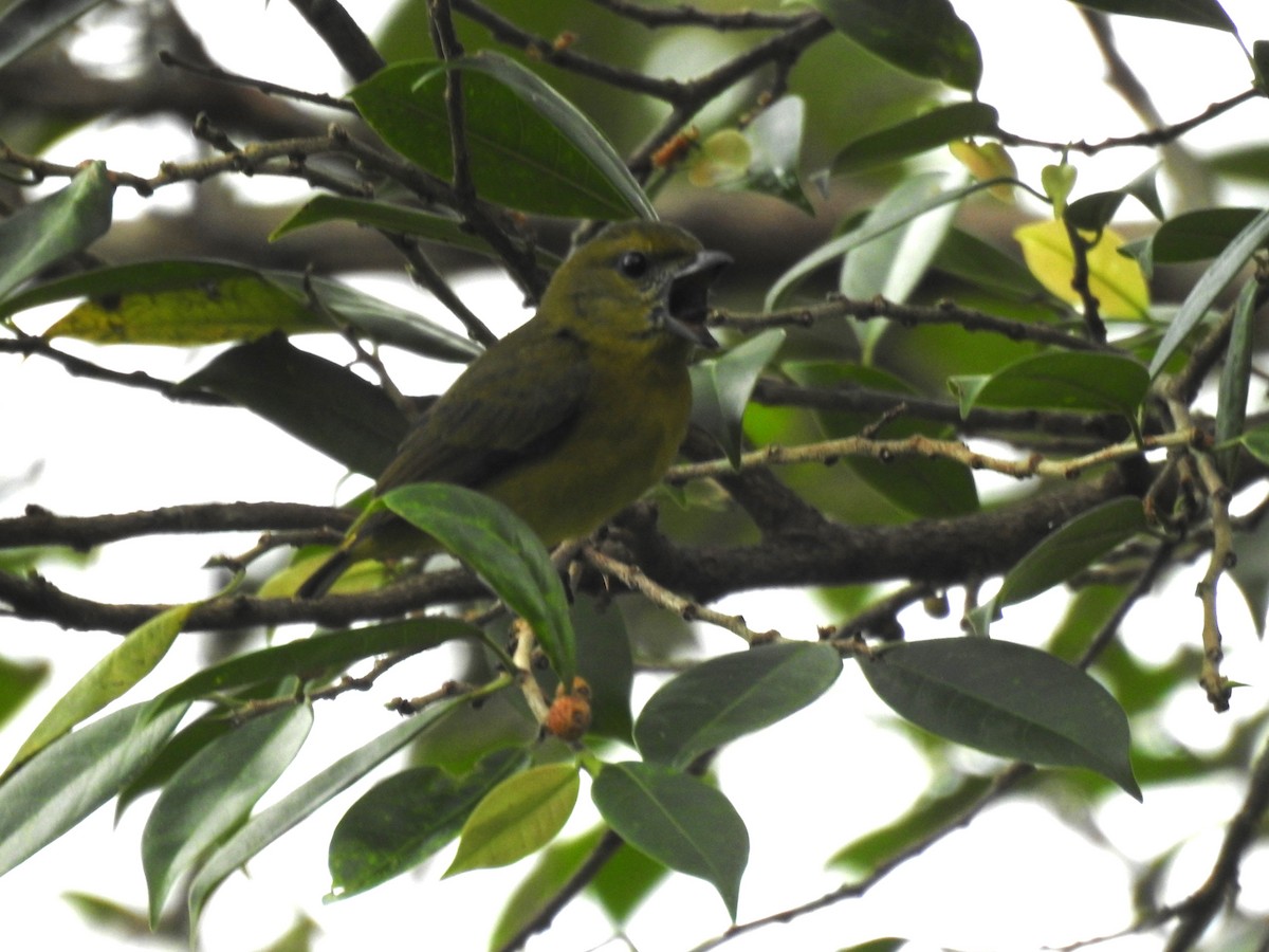 Thick-billed Euphonia - ML624267808