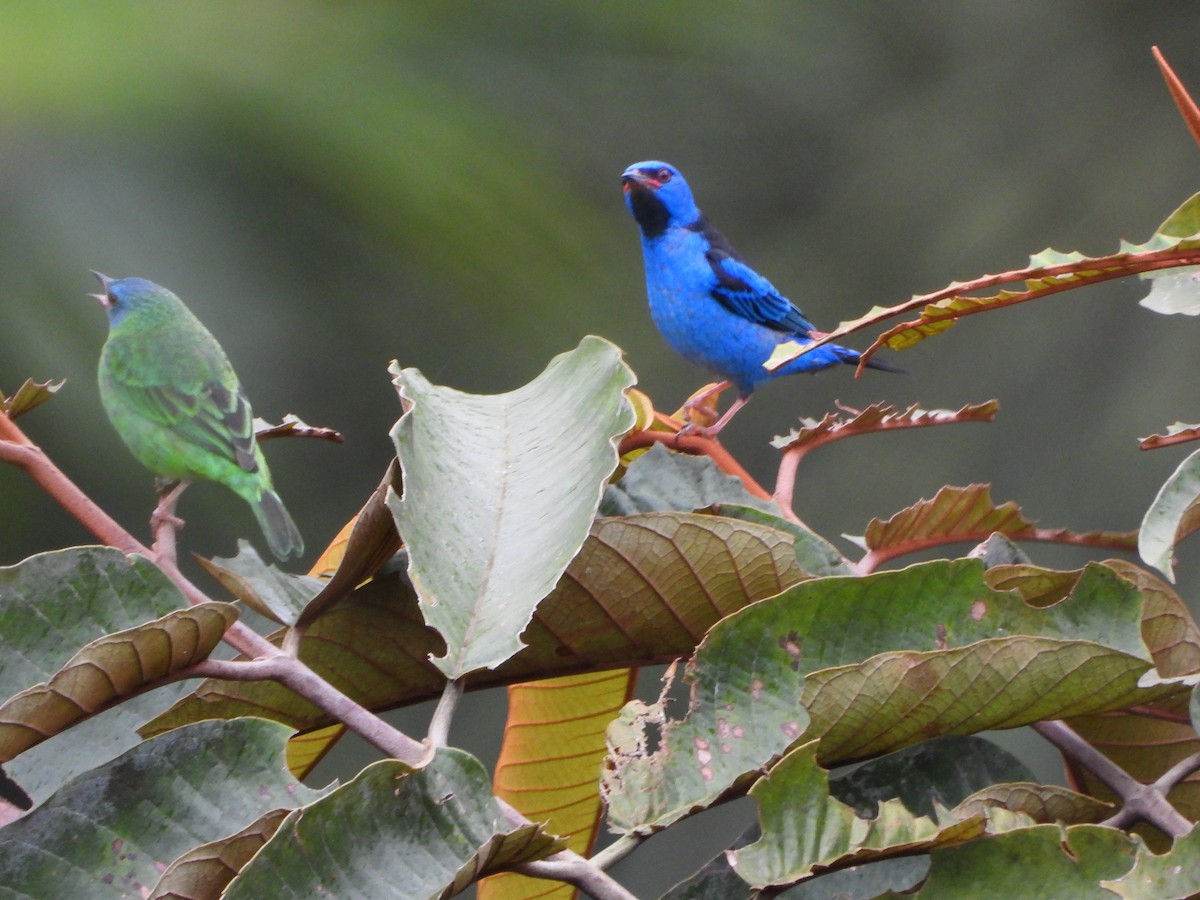 Blue Dacnis - ML624267974