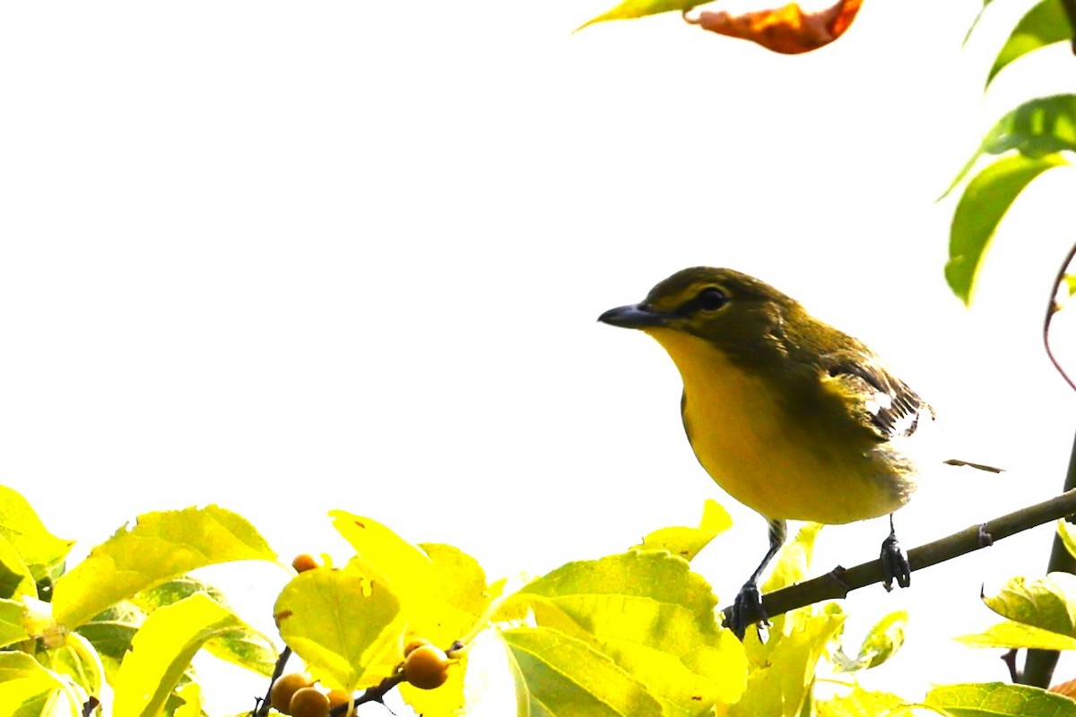 Yellow-throated Vireo - ML624267975