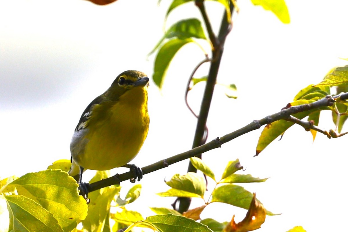 Yellow-throated Vireo - ML624267976