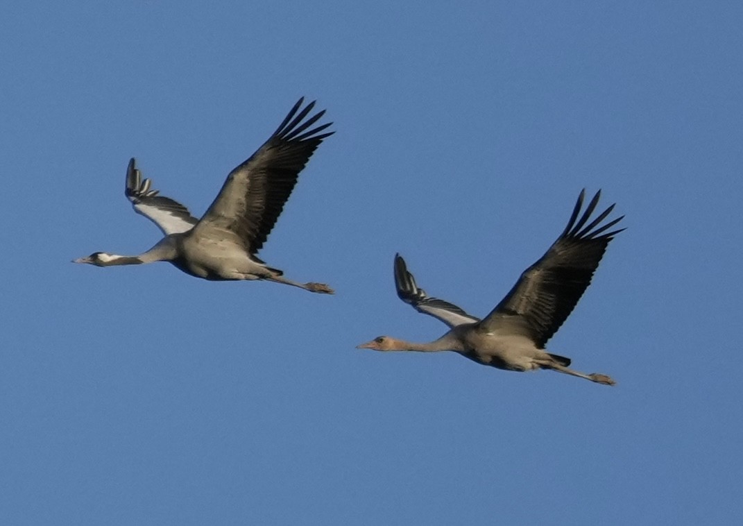 Common Crane - ML624267978