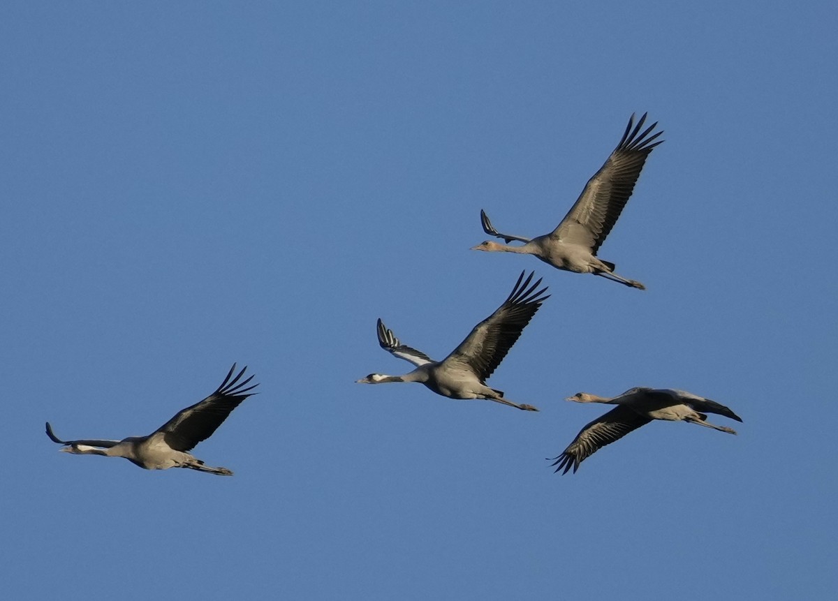 Common Crane - ML624267979