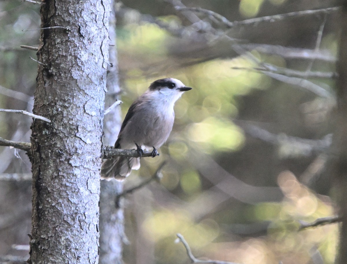 Canada Jay - ML624267987