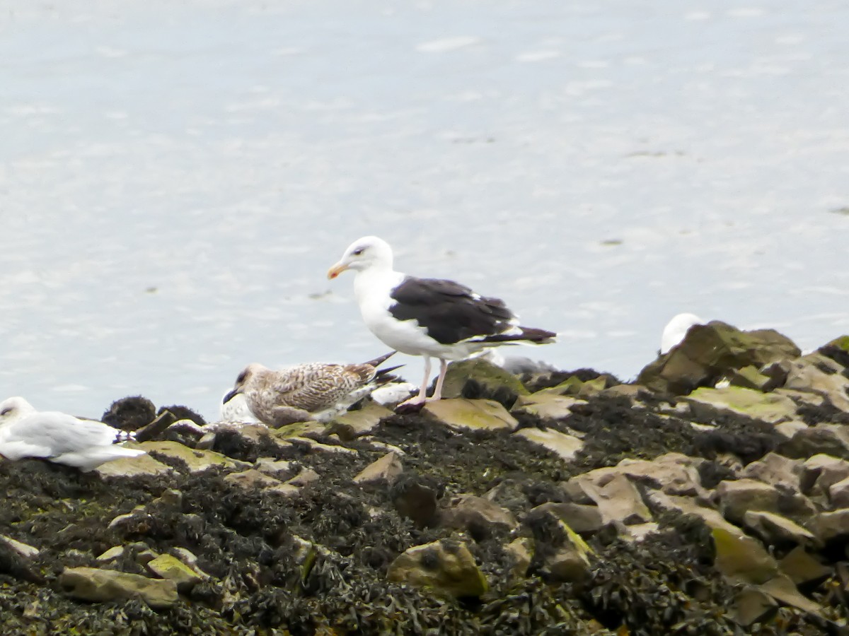 Great Black-backed Gull - ML624267988