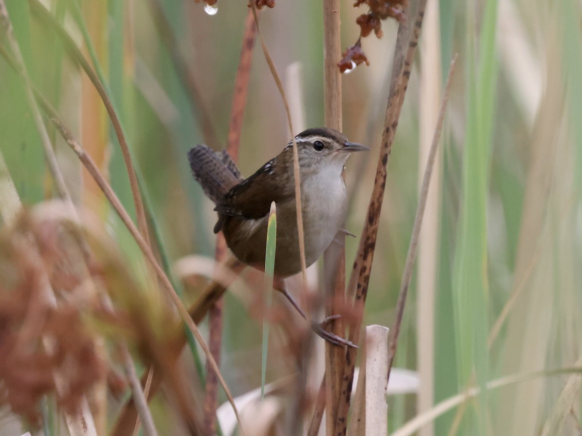 Marsh Wren - ML624267989