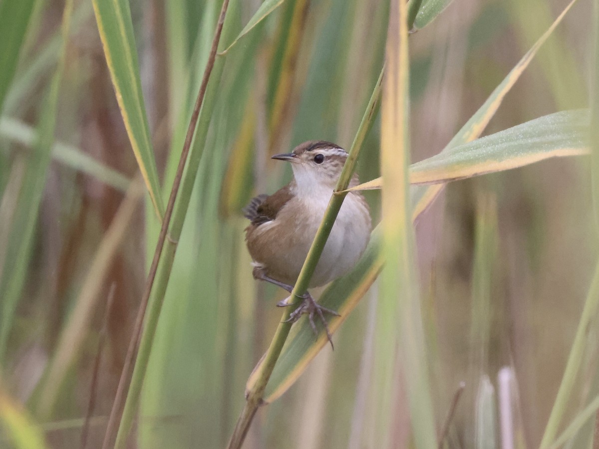 Marsh Wren - ML624267990