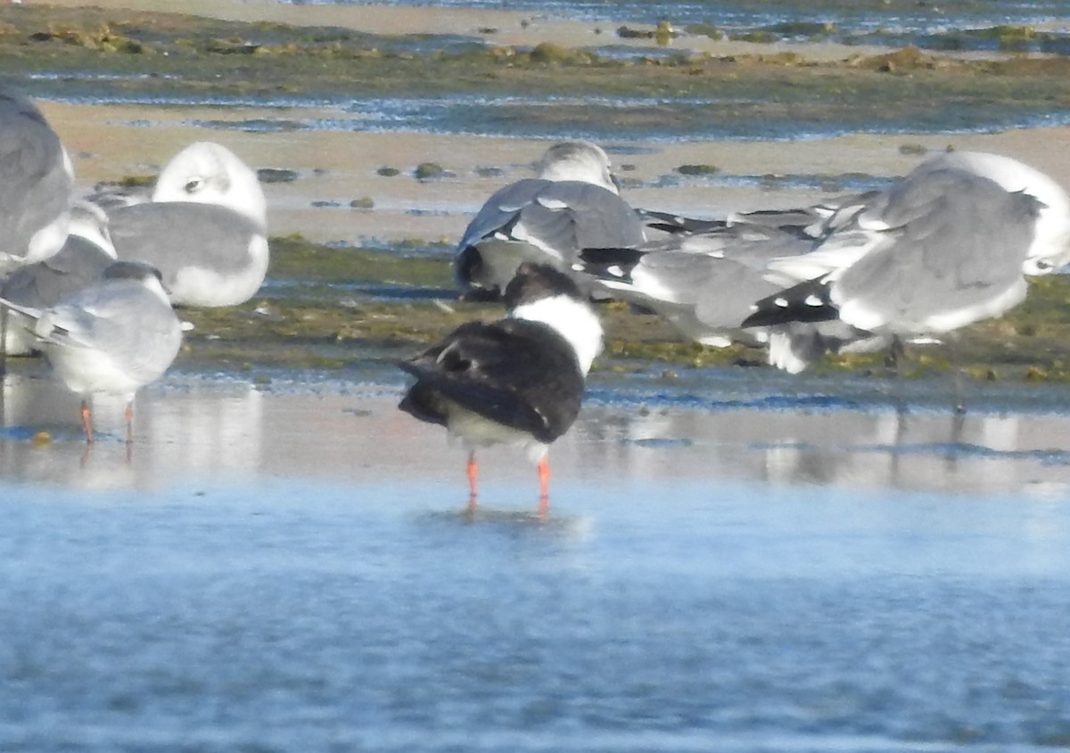 Black Skimmer - ML624267991